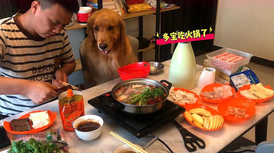 金毛喝酒视频
