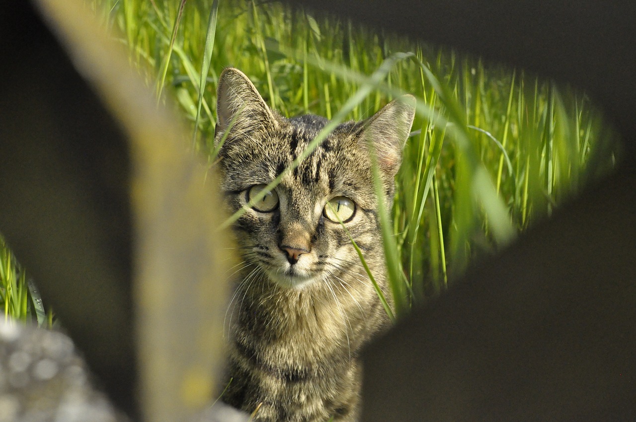 王欣瑜再现猫咪狩猎的艺术风采