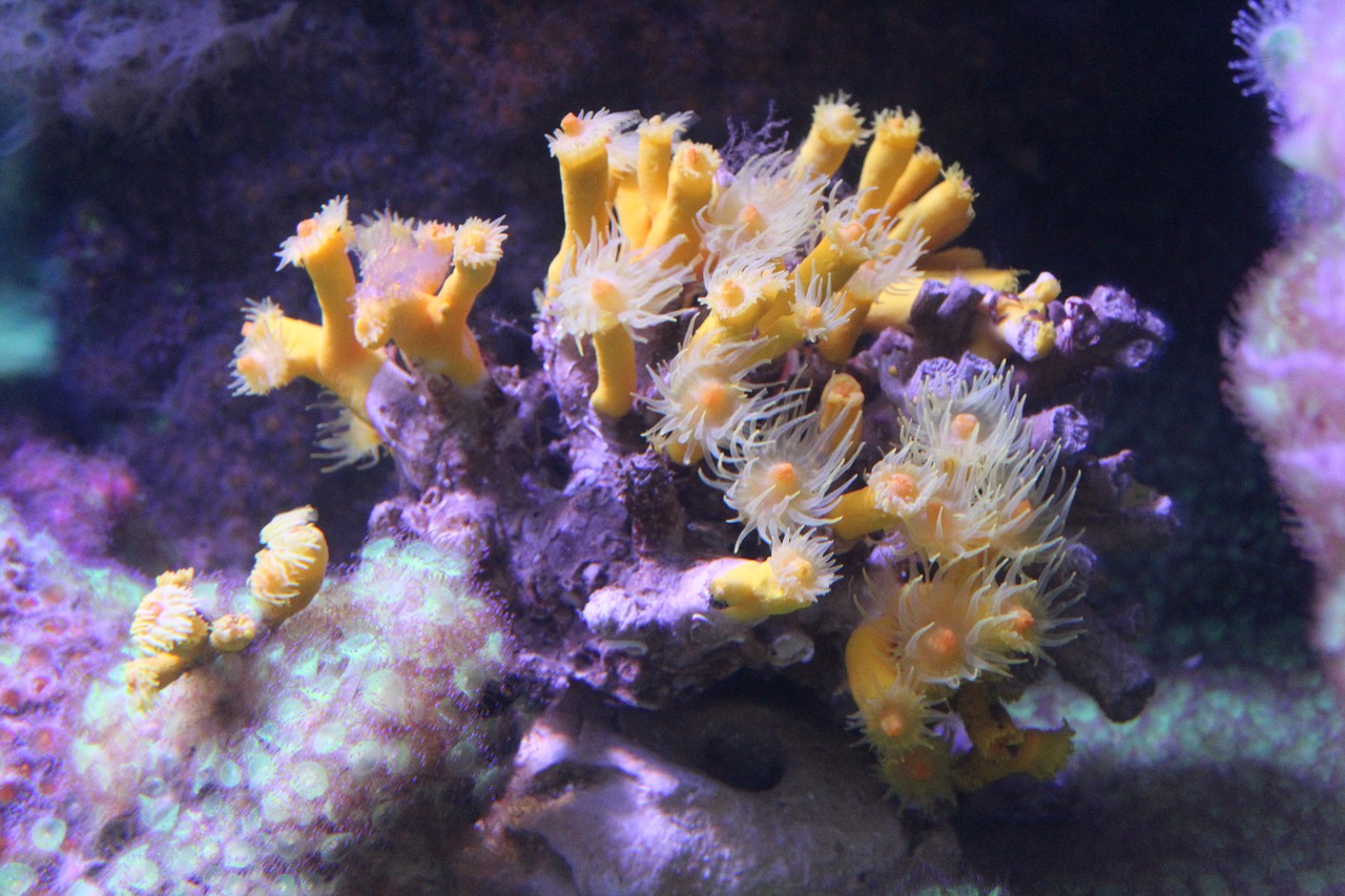 海洋的护肤秘密，深度探索海藻泥面膜的神奇力量