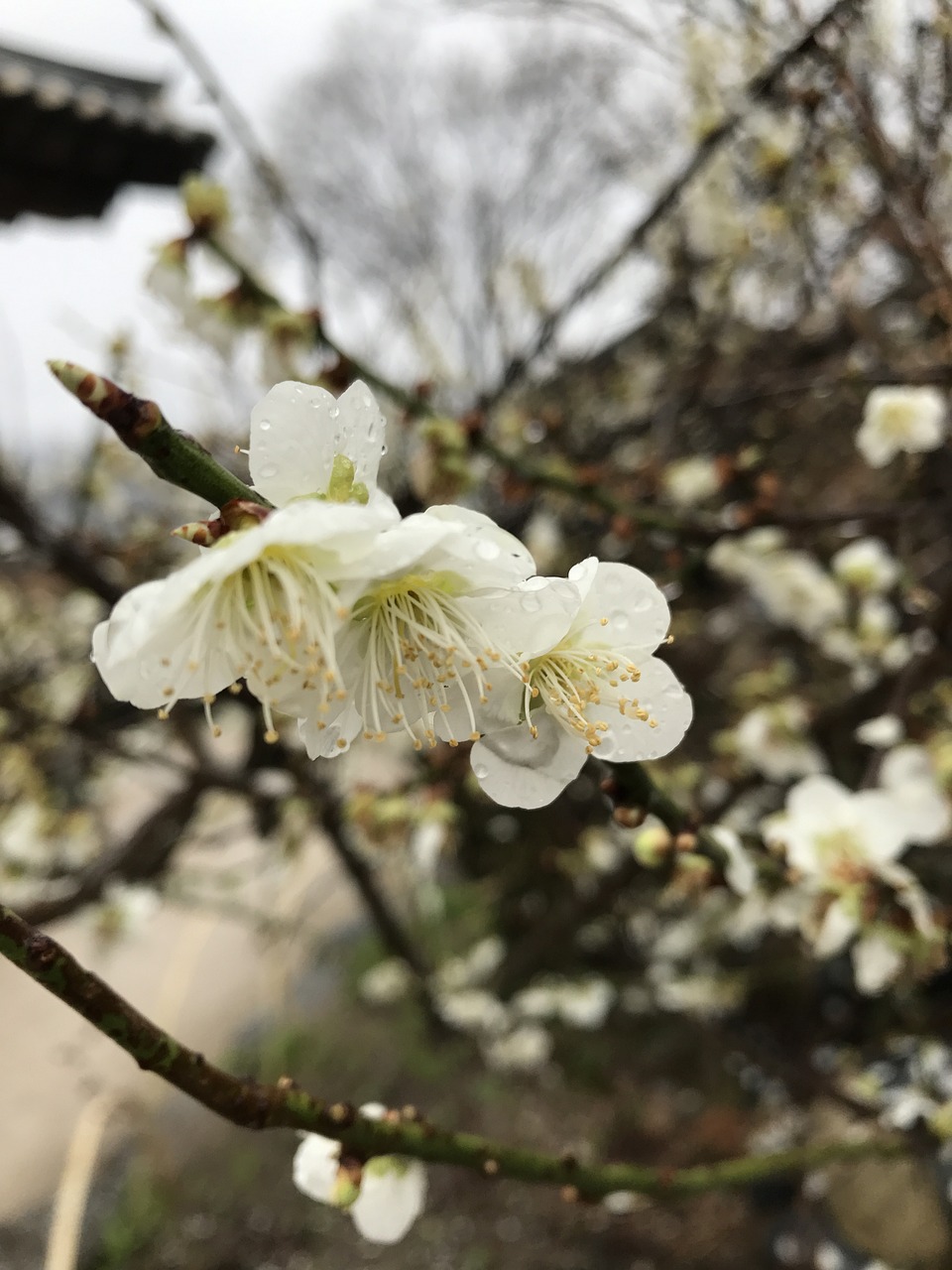 清明踏青记，今年的日期，如何诗意地过节