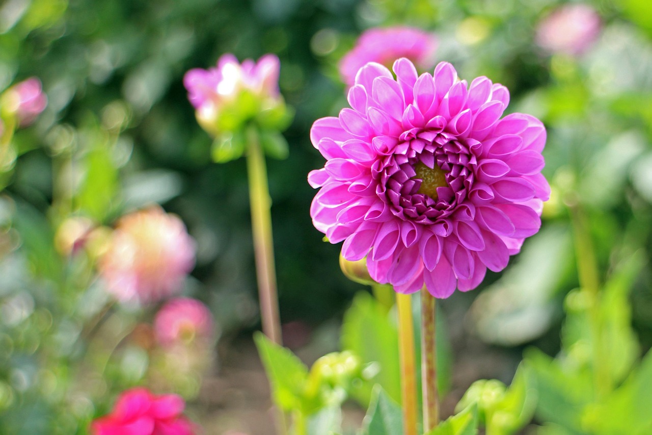 与花共语，探索花朵背后的故事与人生哲理