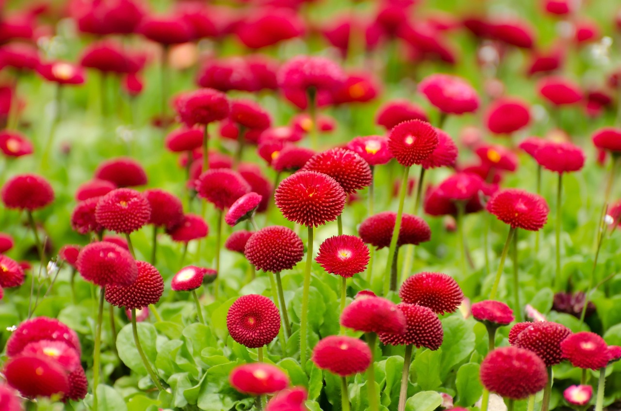 花语之秘，探索花朵背后的情感与寓意