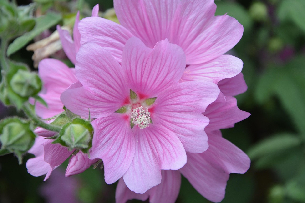 花语探秘，揭秘花朵背后的浪漫与深意