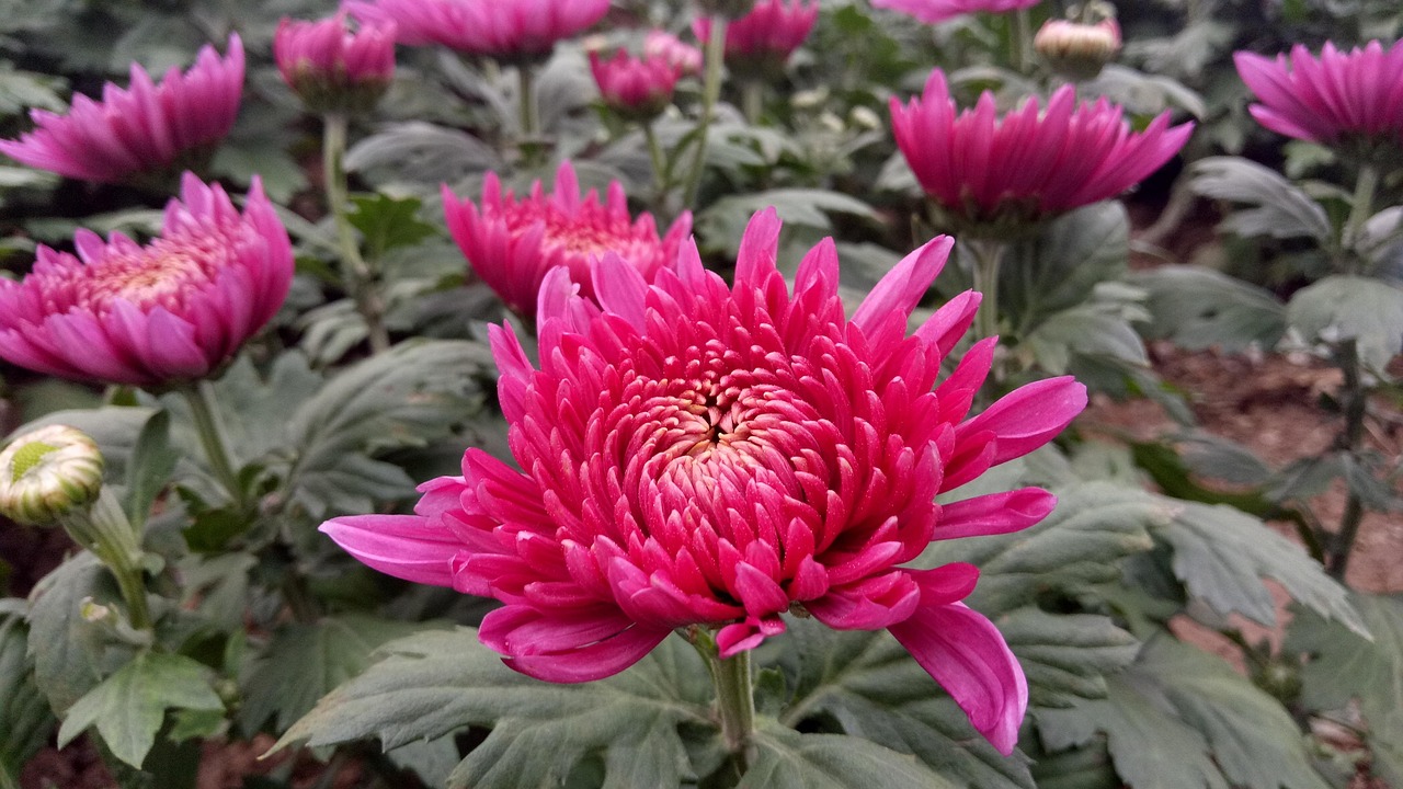花语交织，揭秘花与花搭配的浪漫秘密