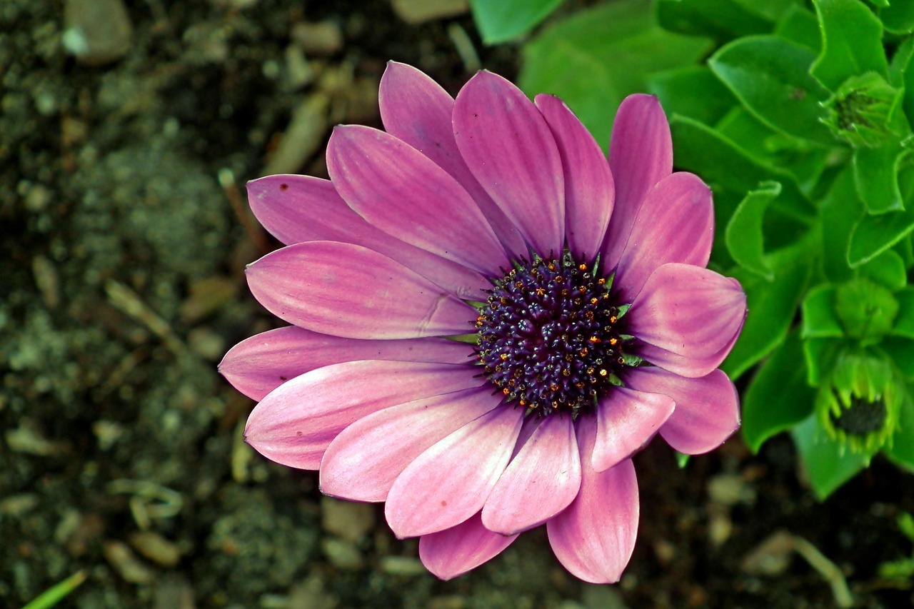 花与花语，探索花卉世界中的语言与象征