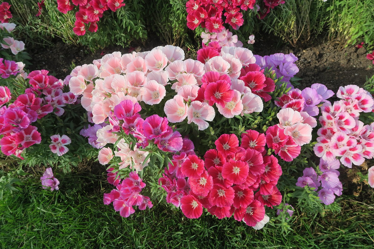 花花世界，揭秘100种花卉的浪漫花语