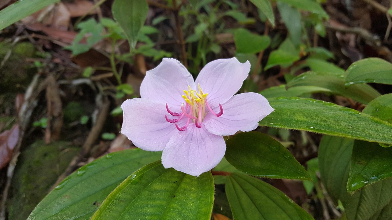 花语解码，揭秘每一种花的秘密语言与深层含义
